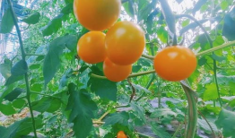 潜山吃瓜最新事件爆料,揭秘背后惊人真相