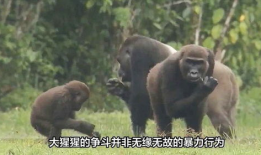 大猩猩交配视频,揭秘原始森林中的交配奥秘