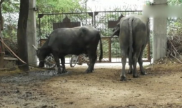 大猩猩交配视频,揭秘原始森林中的交配奥秘